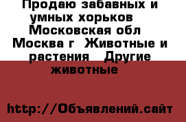 Продаю забавных и умных хорьков. - Московская обл., Москва г. Животные и растения » Другие животные   